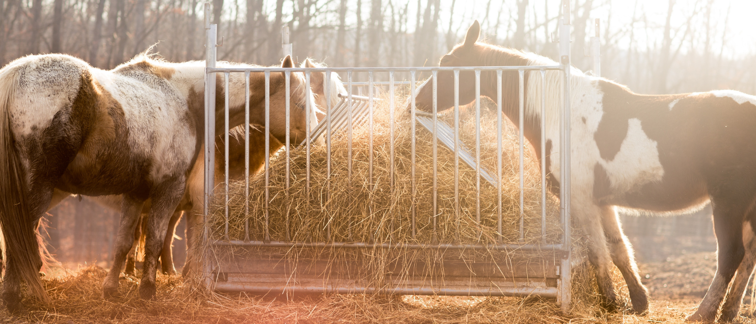 cannabis Image - animal food